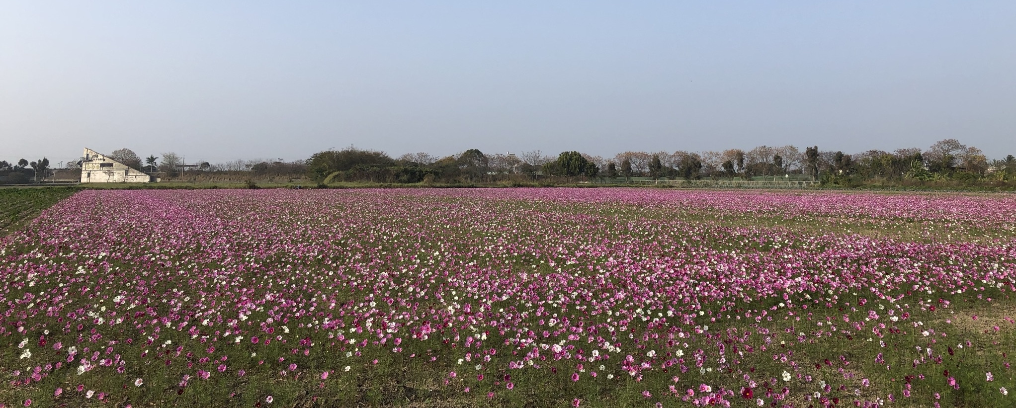 花海